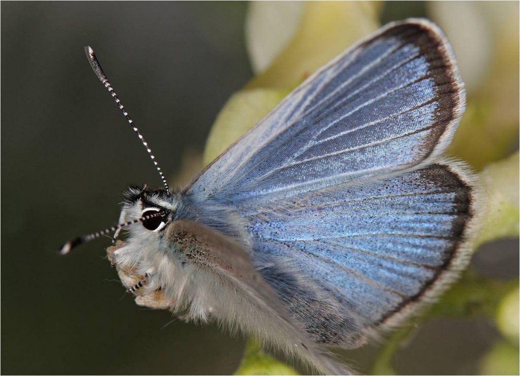 Rare Butterflies at LAX